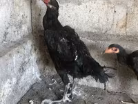 Ayam Cemani — picha 3