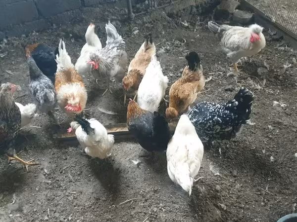 Chickens — Armenia