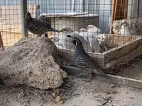 Quails — foto 2