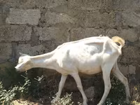 بکری, Saanen goat — تصویر 2