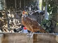 Guinea fowl — 1 зураг