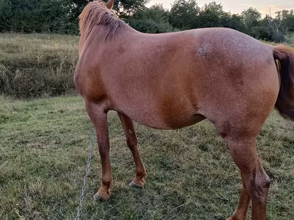 Kuda betina, Horses — Moldova