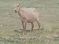 Ziegenbock, Alpine goat — Foto 2