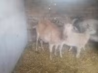 Ziegenbock, Ziegen — Foto 4