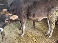گاو ماده, Swiss cattle — عکس 4
