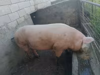 หมูป่าตัวผู้, Крупная белая — รูปภาพ 3