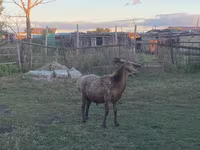 Овен, Arashan sheep — снимка 2