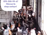 Chickens — 1-rasm