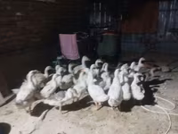 Geese — 사진 3