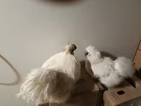 Silkie — foto 3