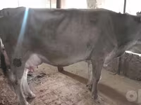 Cow, Swiss cattle — photo 3