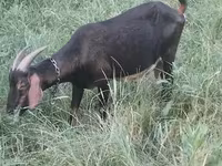 Goat, Nubian Goat — photo 2