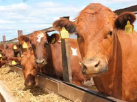 گاو ماده, Swiss cattle — عکس 7