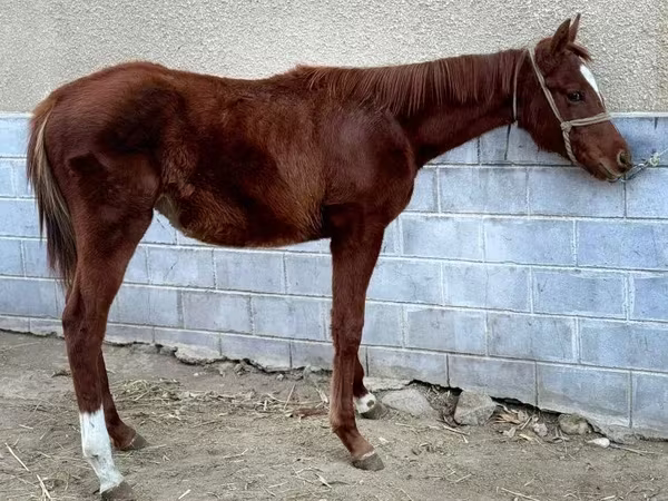 Konji (partija, pol nije naveden), National Show Horse — Казахстан