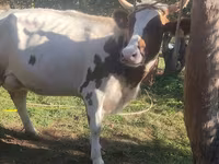 Sapi, Ayrshire — foto 4