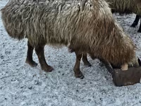 Ovan, Hissar sheep — fotografija 1