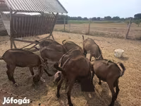 Козёл, Альпийская коза — фото 2
