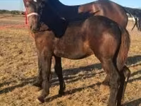ঘোড়া, Percheron — ছবি 3