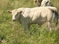 Bik, Charolais cattle — fotografija 7