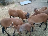 گوسفند (گروه، جنسیت مشخص نشده), Cameroon sheep — عکس 3