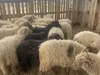 Får (parti, køn ikke angivet), Suffolk sheep — foto 1