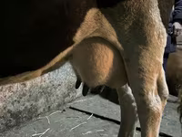 Krava, Russian Black pied cattle — foto 6