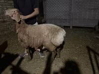 แกะตัวผู้, Arashan sheep — รูปภาพ 2