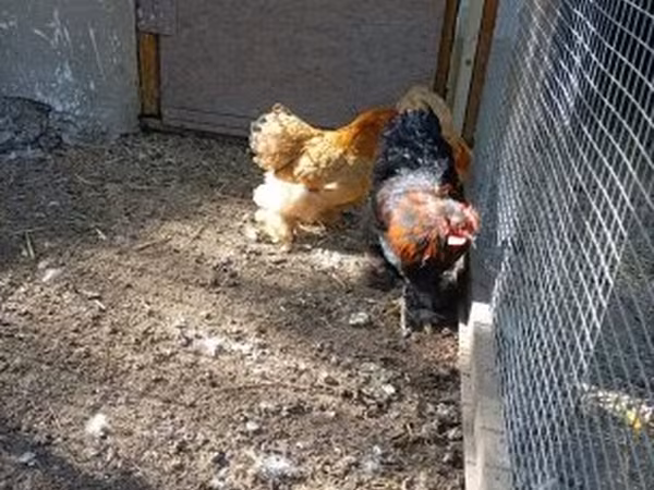 Chickens