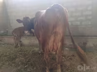 گاو ماده, Red Estonian cattle — عکس 2