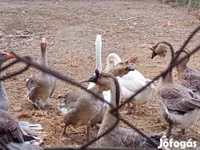 Geese — عکس 6