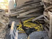 Chickens — foto 2