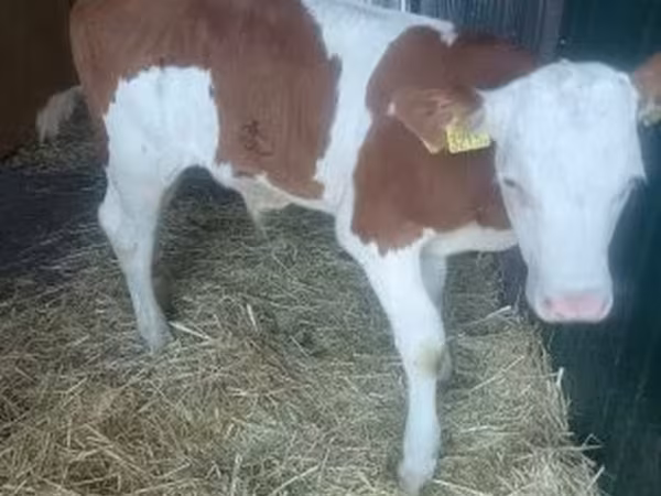 ወንድ በሬ, Simmental cattle