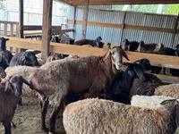 Kambing jantan, Sheep — foto 2