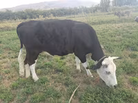 Lembu betina, Brown Mountain — foto 4