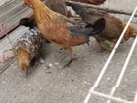 Chickens — 照片 7