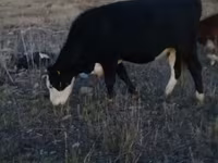 ወንድ በሬ, Simmental cattle — ፎቶ 3