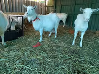بز ماده, Saanen goat — عکس 5