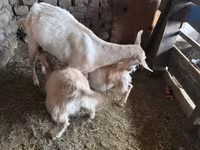 Буз, Saanen goat — акс 5