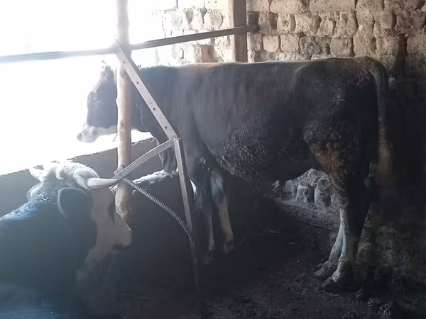 Bulle, Russian Black pied cattle