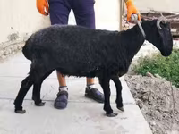 Oveja, Arabi sheep — foto 3