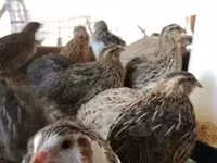 Quails — تصویر 2