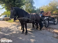 Hoppe, Friesian — foto 6