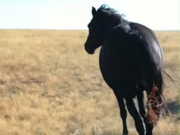 Cavalla, Kazakh horse