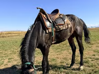 Жребец, Karachay horse — снимка 2