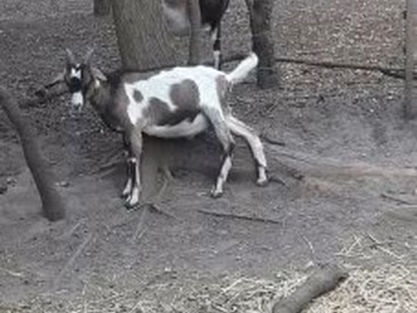 Kozel, Nubian Goat
