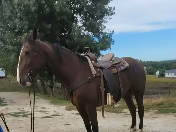Кінь, Quarter Horse