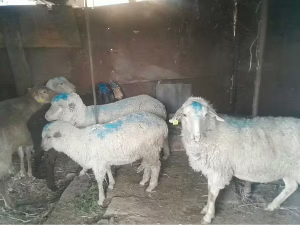 公羊, Merino sheep