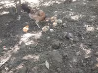 Chickens — عکس 3