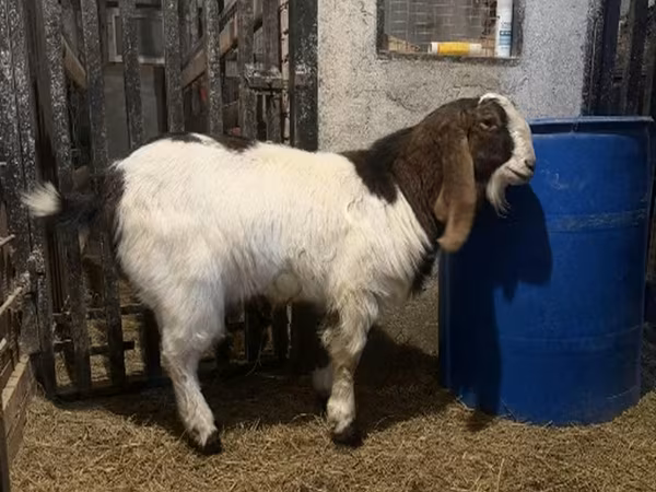 Billy Goat, Kamori goats — Russia