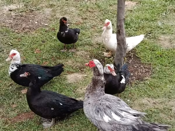 Ducks